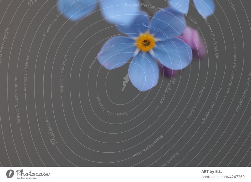 Forget-me-not at the top of the picture behind dark background Flower Blossom Copy Space Blue Yellow