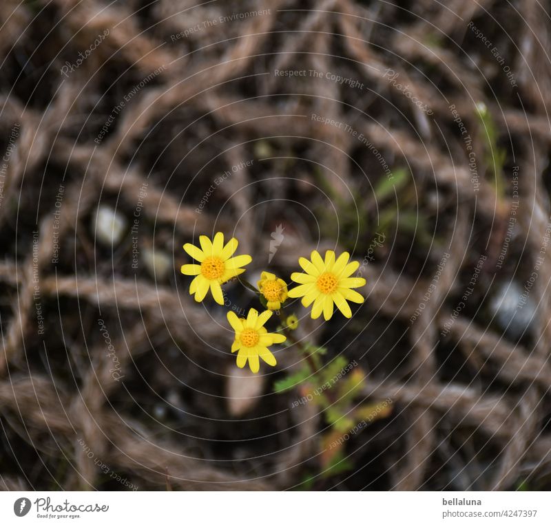 Spring Greensweed Daisy Family Flower Plant Nature Summer Blossom Floral Garden Blossom leave geyser Spring flower Fresh Rope Net Escarpment