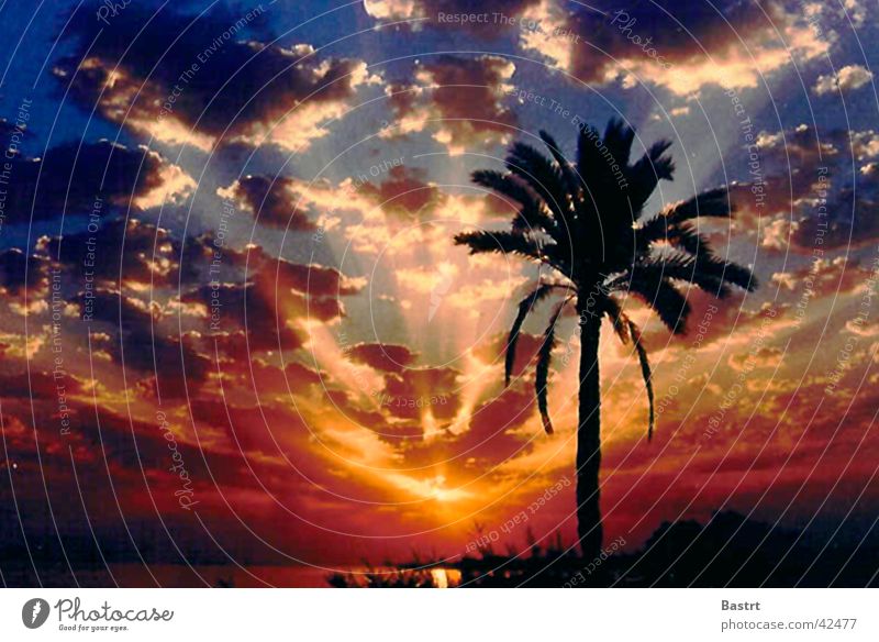 Sunset Palm tree Beach Vacation & Travel Ocean Clouds Romance Sky Emotions