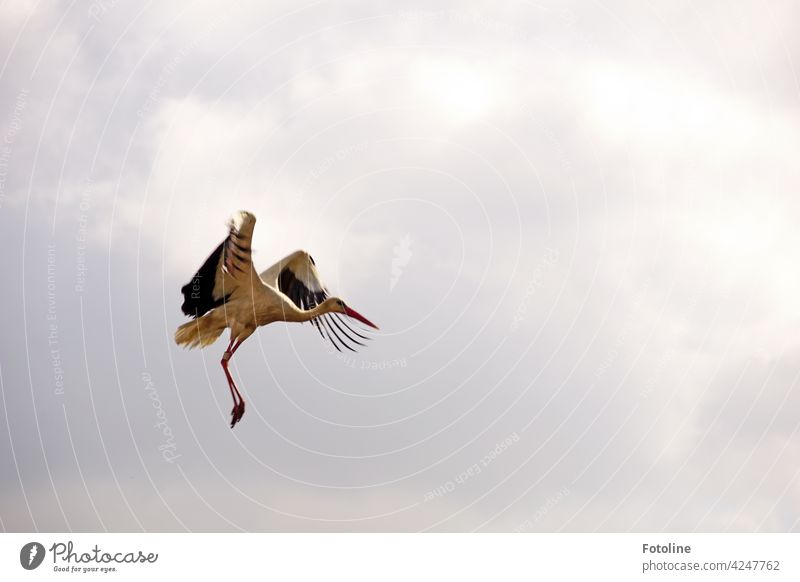 Stork flight III birds Bird Animal Exterior shot Colour photo Wild animal Nature Day Deserted Environment White White Stork Sky Black Beautiful weather Blue