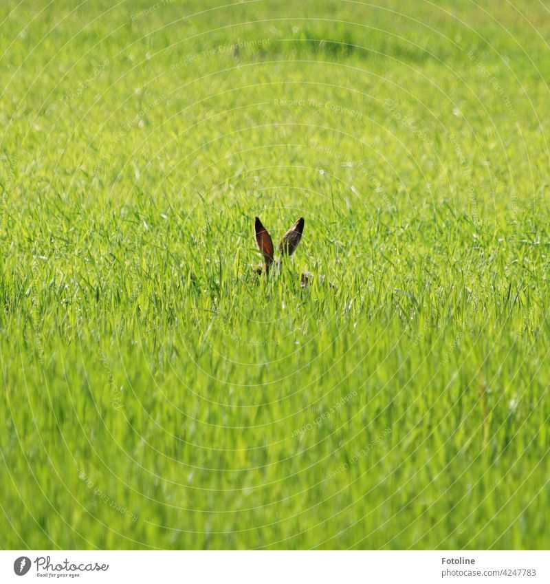 There's two rabbit ears sticking out of the grass. I'd say... ...badly hidden! Wild animal Animal Exterior shot Colour photo Nature Day Deserted Environment