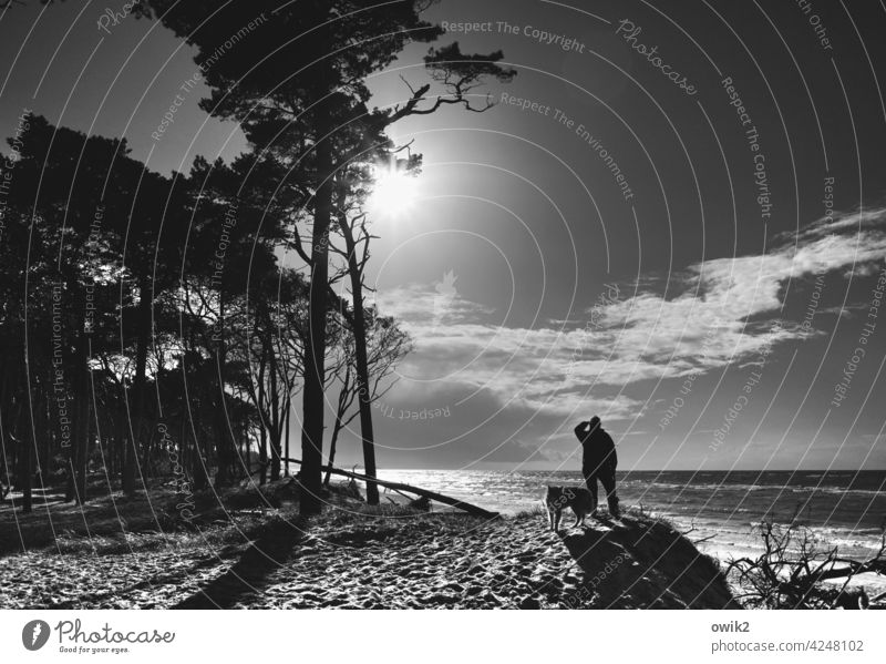 reconnaissance patrol Darss Western Beach hikers Dog Man look Silhouette trees Black & white photo Sky Clouds Sun coast Baltic Sea Nature Landscape Ocean Tree