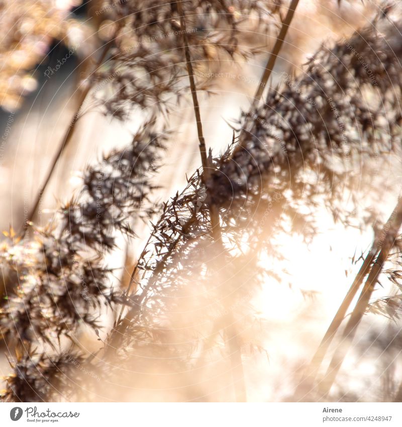 Pipe in the wind Common Reed reed grass Soft golden Brown Sunlight Aquatic plant Plant Beautiful weather light reflexes Lakeside Light sparkle Illuminate