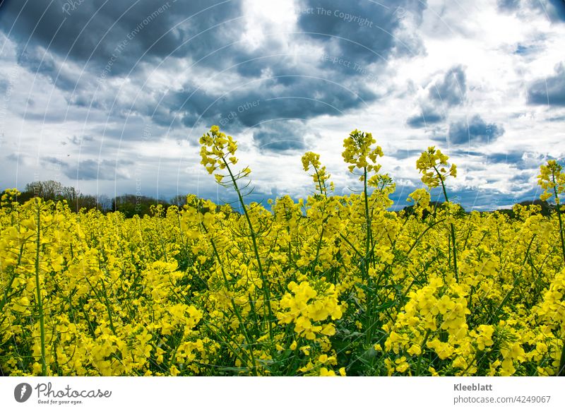 Bright yellow rape field over which dark rain clouds pass, Yellow luminescent Canola Canola field Oilseed rape oil organic Bioeconomy organic farming peasant