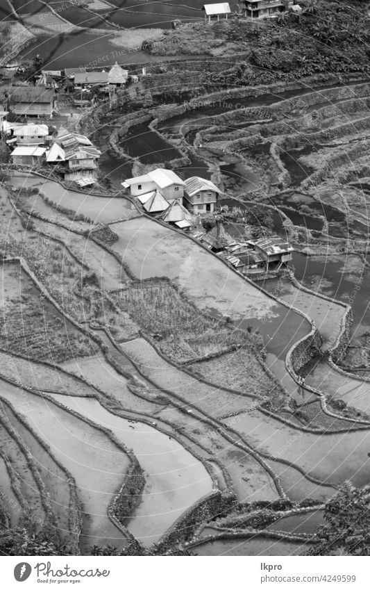 terrace   field for  coultivation of rice banaue philippines mountain nature ifugao asia landscape travel agriculture valley black farm vietnam food china asian