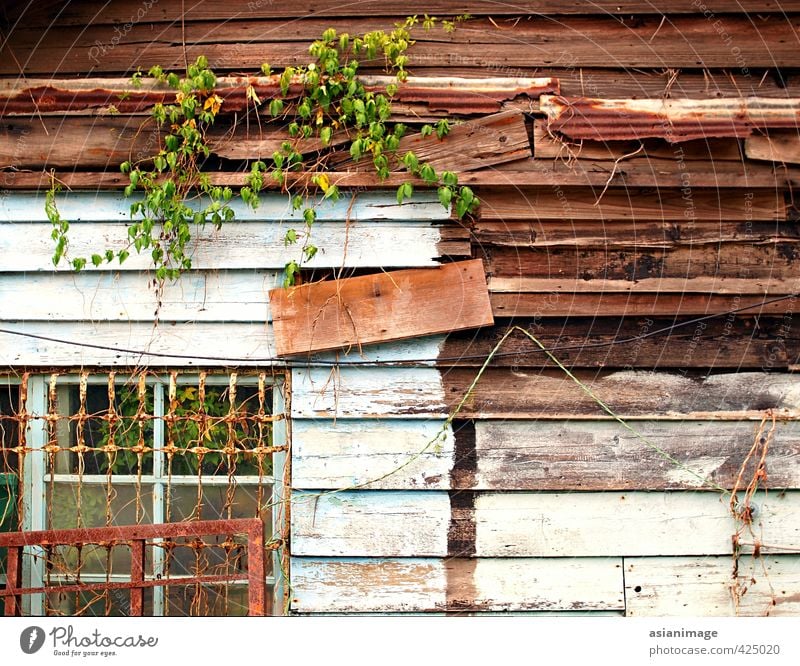 An interesting old wooden shack with vines growing on it House (Residential Structure) Hut Metal Old Poverty Shack Timber window bars cable wire rust