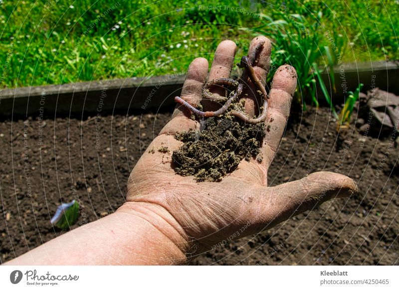 It is obvious - dirty man's hand on the earth and big, thick earthworms are to be seen - every angler is happy about it - in the background the finished bed