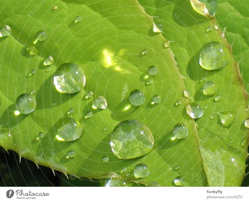 water drops Macro (Extreme close-up) Nature Close-up Reflection waterdrop Detail leaf