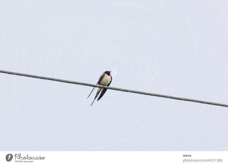 Barn swallow sitting on a power line in the rain Barn Swallow Hirundinidae Hirundo rustica Migratory bird animal animal in te wild animal themes copy space