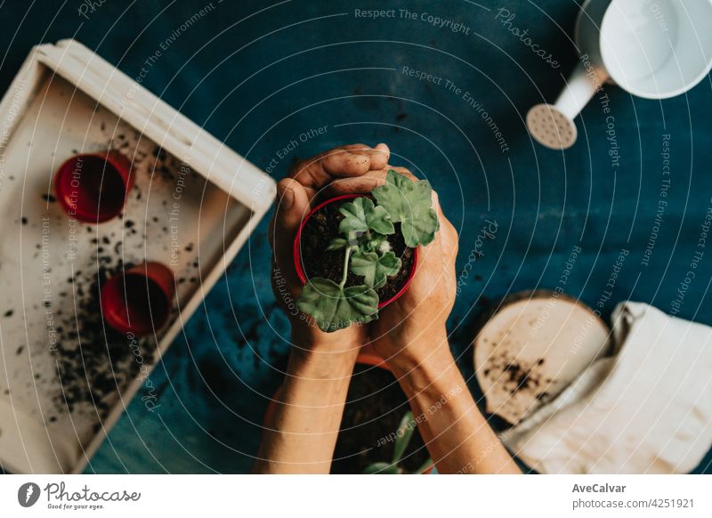 Aerial shot of a pair of hands doing some gardening with a growing plant and copy space peace biology cleaning climate change close up creativity development