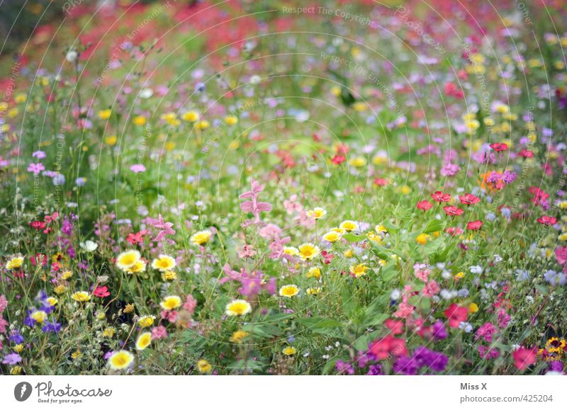 variegated Spring Summer Flower Blossom Meadow Blossoming Fragrance Positive Moody Overgrown Flower meadow Summery Summer's day Meadow flower Garden