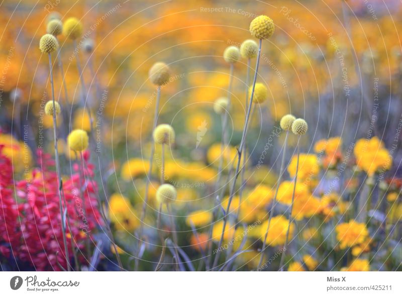 Bommelbunt Nature Plant Spring Summer Flower Blossom Garden Park Meadow Blossoming Fragrance Growth Multicoloured Yellow Tuft Colour photo Exterior shot Pattern