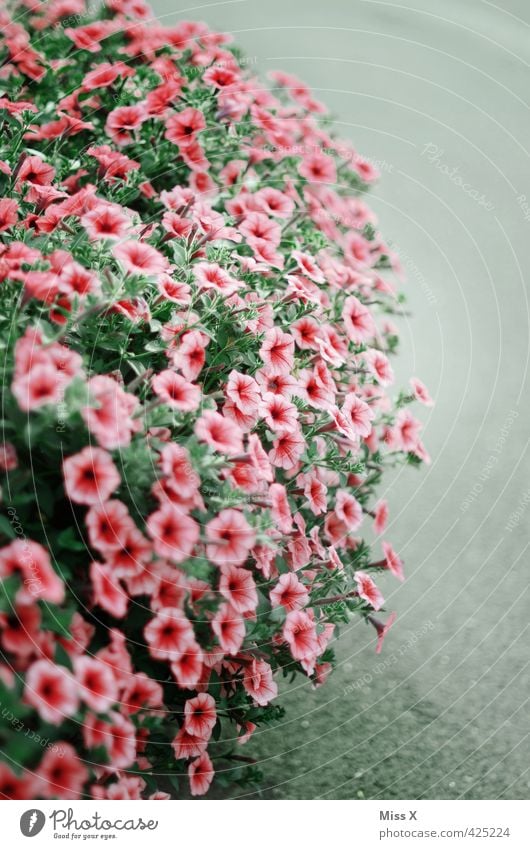 petunia Summer Flower Blossom Blossoming Fragrance Growth Overgrown Petunia Balcony plant Plant Colour photo Multicoloured Pattern Deserted Copy Space right