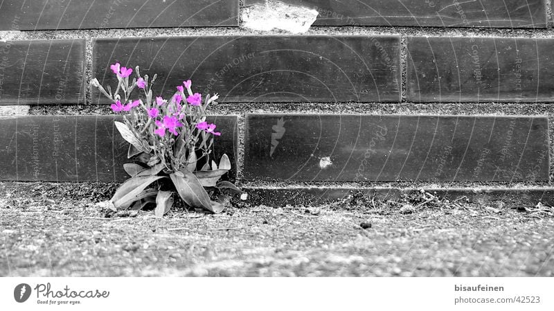 Between concrete and asphalt... Flower Black White Wall (barrier) Blossom Violet Asphalt Brick Black & white photo coloured