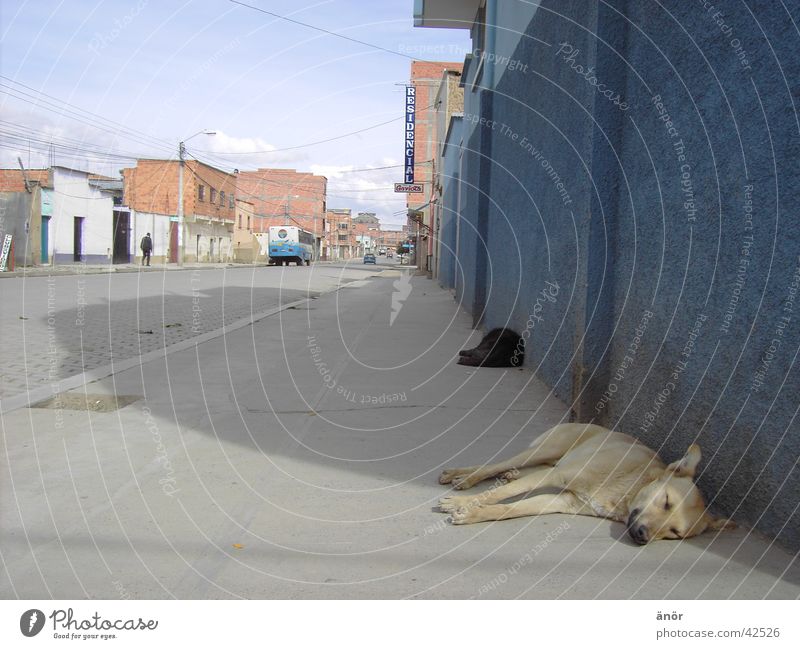 El Alto / Bolivia Dog Town House (Residential Structure) Physics Sleep South America Sun Shadow Street Fatigue Car Warmth Street dog