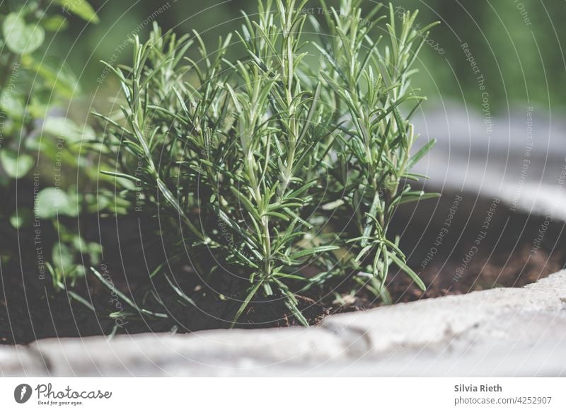 Rosemary plant in herb bed Rosemary officinalis Herbs and spices Plant Green Food Fresh kitchen herbs Nature naturally Garden Ingredients Mediterranean