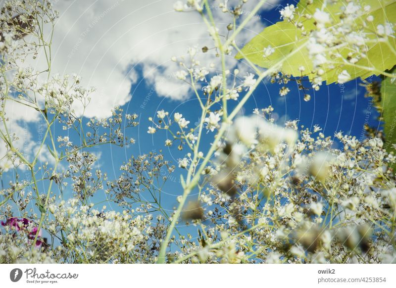 gypsophila Baby's-breath Transparent Delicate Fragile Close-up Plant Thin Small Structures and shapes Exterior shot Detail Shallow depth of field Nature