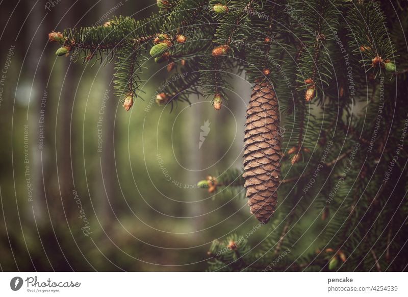 tattoo Fir cone Forest Branch Fir tree Spruce bokeh Coniferous trees Nature Green Fir branch Fir needle Environment Shallow depth of field Twig Detail Close-up