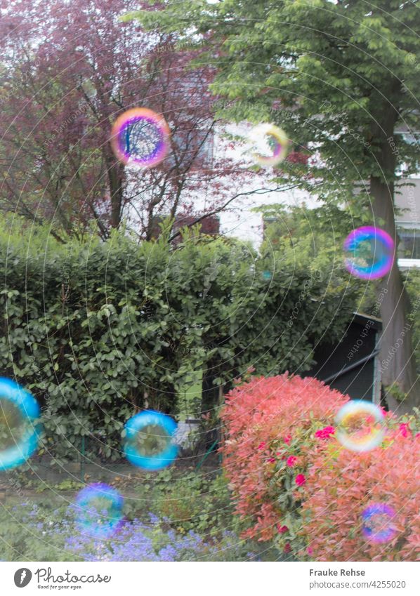 Colorful circles fly in the garden soap bubbles Pink pink Turquoise Yellow Red Green Garden Flying Dazzling Air soapy water Airy Floating Hover Sphere