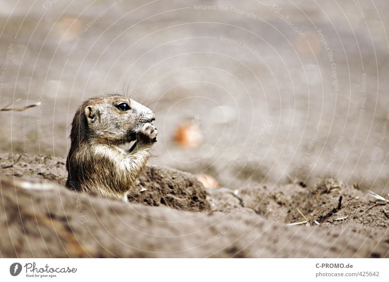 Waf for a spit! Eating Sand Wild animal Pelt Zoo 1 Animal To feed Cute Brown Watchfulness Curiosity Prairie dog Colour photo Exterior shot Copy Space right