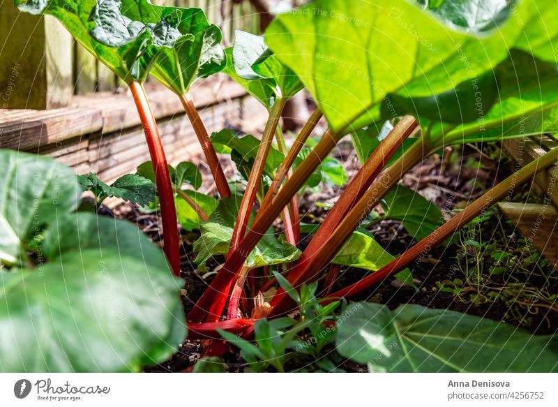 Rhubarb growing in the garden during spring rhubarb plant garden rhubarb vegetable leaves green food red edible stalks leaf nature fresh agriculture ingredient