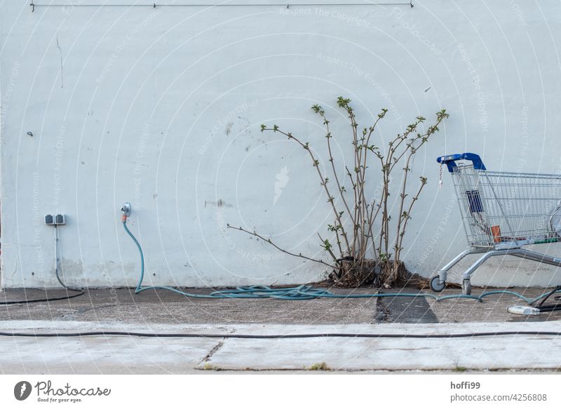 Still life with bush, shopping cart, hose and cable Still Life Gray dreariness Shopping Trolley Hose Cable Metal Socket Deserted Gloomy Wall (building)