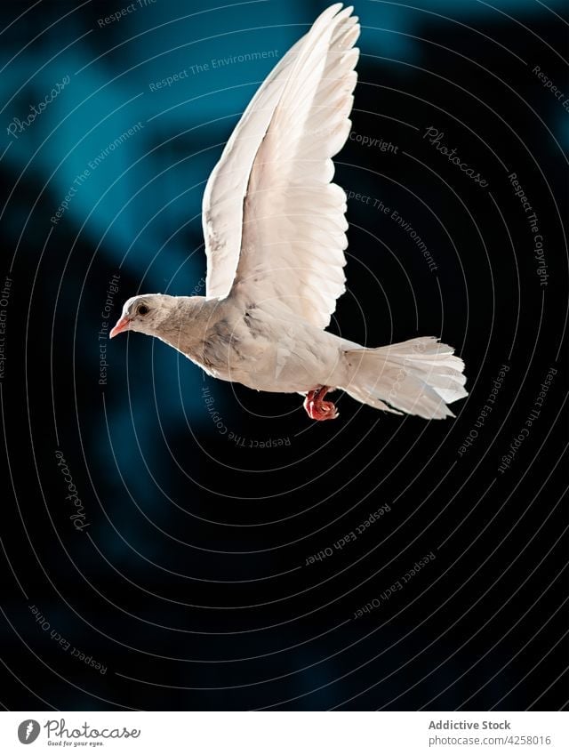 White pigeon flying in dark sky bird soar white wild freedom wing fauna dove wildlife ornithology bird watching habitat environment beak feather nature animal