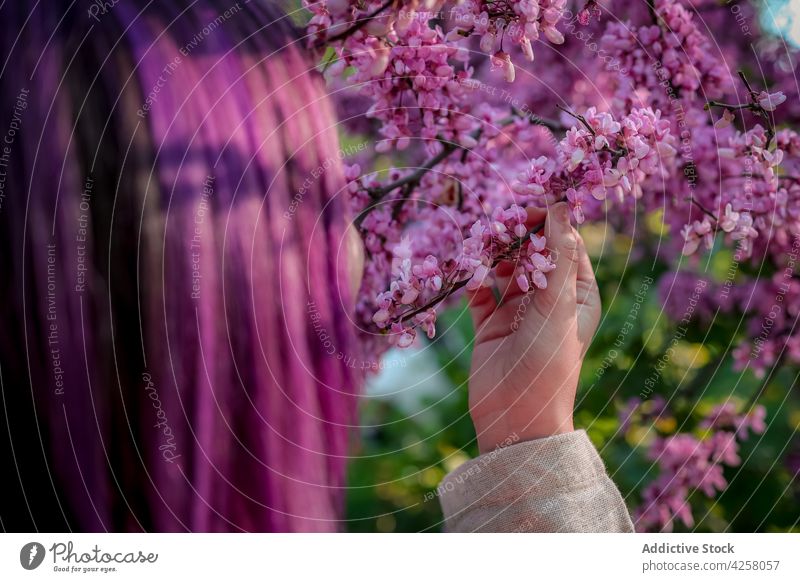 Woman smelling blooming tree in garden woman scent blossom fragrant aroma spring flower young nature park tender flora pink delicate gentle branch female