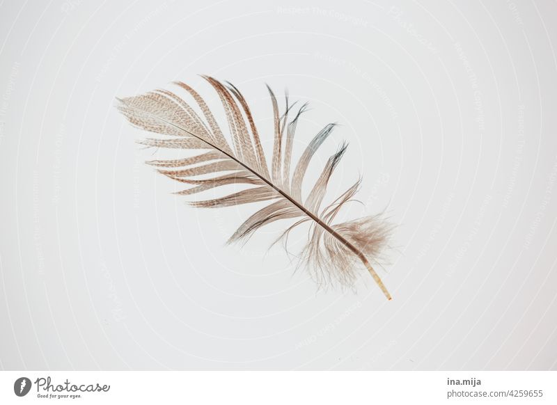 as light as a feather - a Royalty Free Stock Photo from Photocase