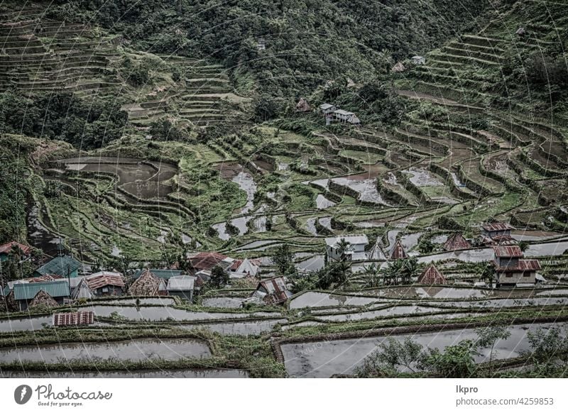 terrace   field for  coultivation of rice banaue philippines mountain nature ifugao asia landscape travel agriculture valley black farm vietnam food china asian