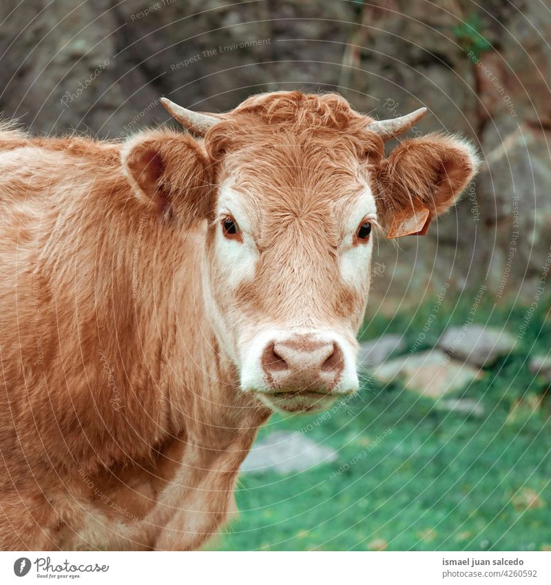 brown cow