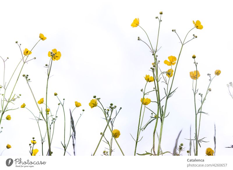 ranunculus Nature flora Plant Flower Weed Crowfoot Crowfoot plants buttercup Meadow flower Blossom petals Leaf handle meadow sky Spring Day daylight Yellow