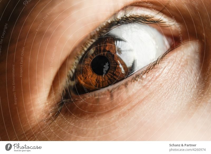 Iris of an eye in close-up Eyes iris Eyelash Eyelid Pupil Close-up Brown brown eyes Looking Face Detail Macro (Extreme close-up) Vision Colour photo Eye colour