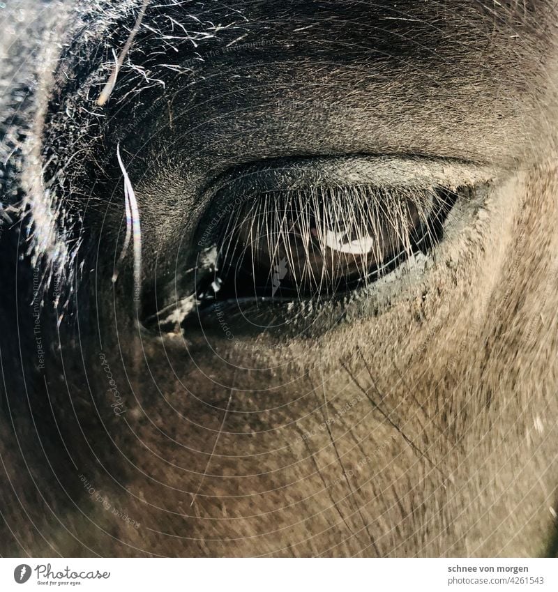 Moment of a horse Horse Eyes Looking Exterior shot Colour photo Animal portrait Mane Animal face Head Looking into the camera Nature Mammal Farm animal