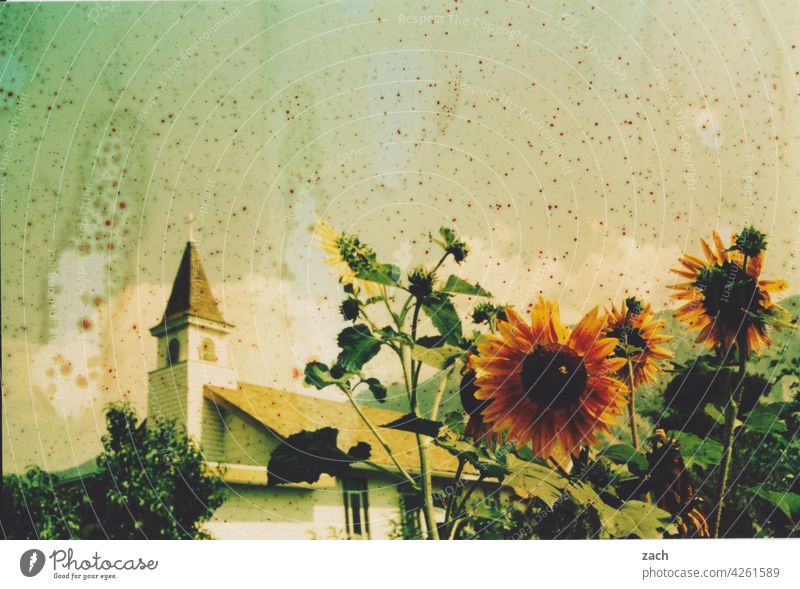 heat wave analogue photography Scan Analog Experimental Lomography Sunflower Church Church spire Flower Plant Village Summer