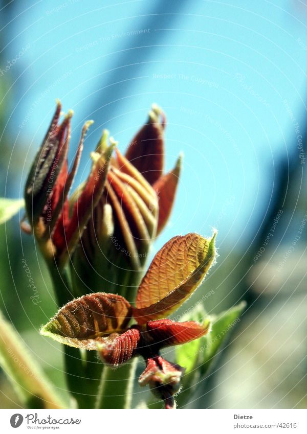 unfolding Spring Leaf Red Bud Macro (Extreme close-up)