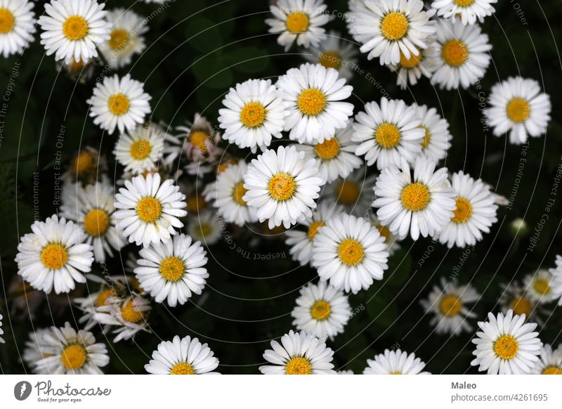 Beautiful white daisies shot from a height beauty camping daisy day eukaryota explore field flower forest garden green joy learn life love magnoliophyta mood