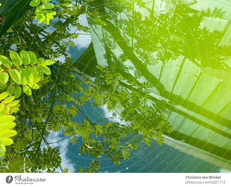 Reflection in a rainwater barrel reflection Water Green tones Mountain ash leaves Sky Clouds Wooden wall Sunlight Shadow Blue Nature Tree rainwater buoy
