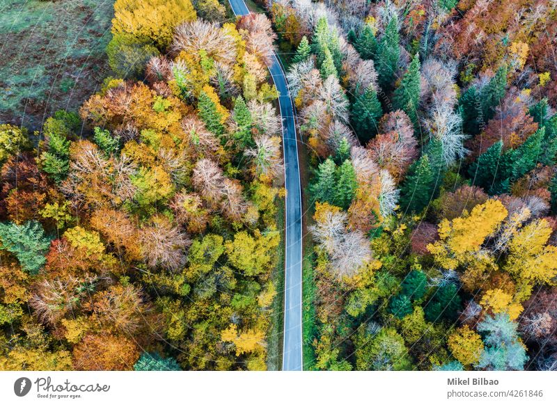 Aerial view of a decidual forest in autumn and a road. deciduous aerial tourism environment explore spain travels road trip scenery nature above fall landscape