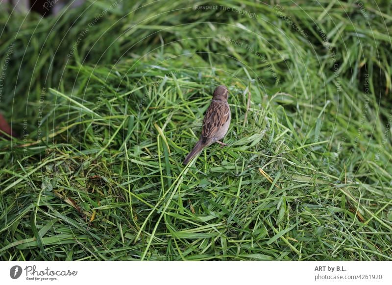 Where have I landed? Sparrow on a mown grass heap... Bird landing Grass grassy knoll Heap green Animal