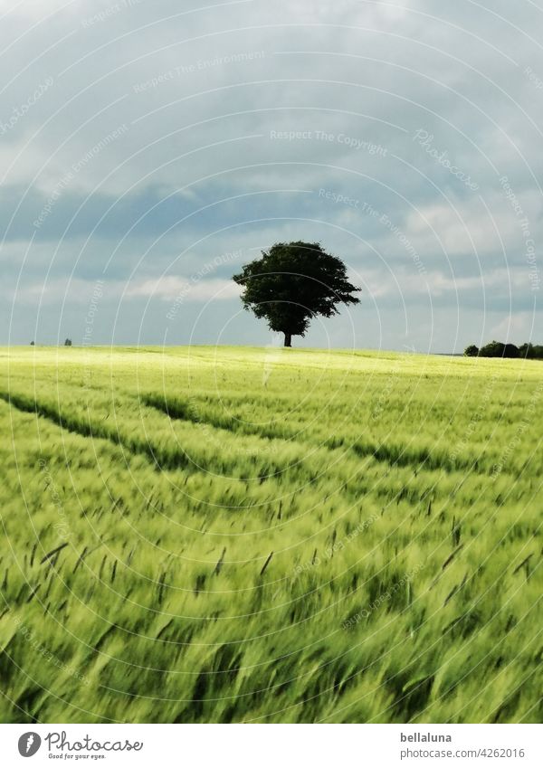 A tree in the cornfield, it's always free, because it's summer.... Tree Nature Sky Landscape Field Deserted Green Beautiful weather Summer Plant Grain