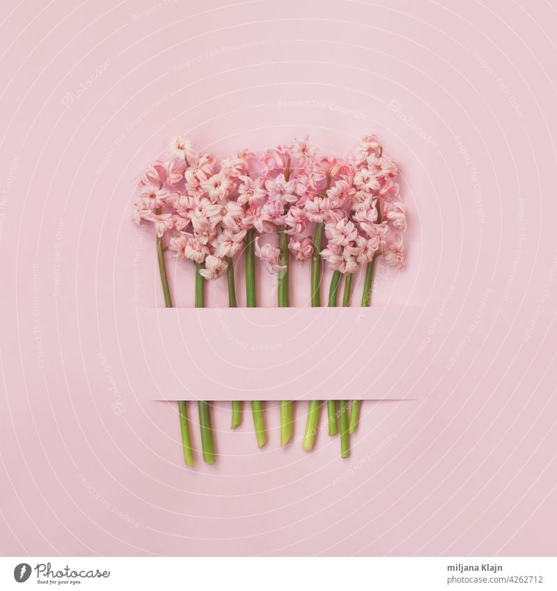 Pink hyacinth flowers on pink background; spring flowers minimal background with copy space Anniversary Banner Birthday Blank heyday Bouquet Card celebration