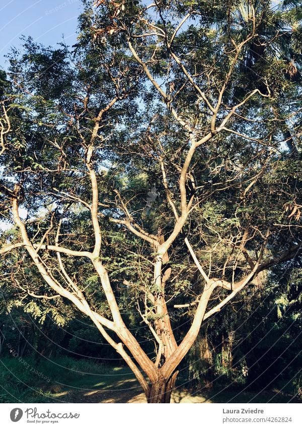 Tree in the park, morning light Tree bark old tree Nature Exterior shot forest green Tropical Forest Deserted Plant Tree trunk Leaf Branch Spring Green Treetop