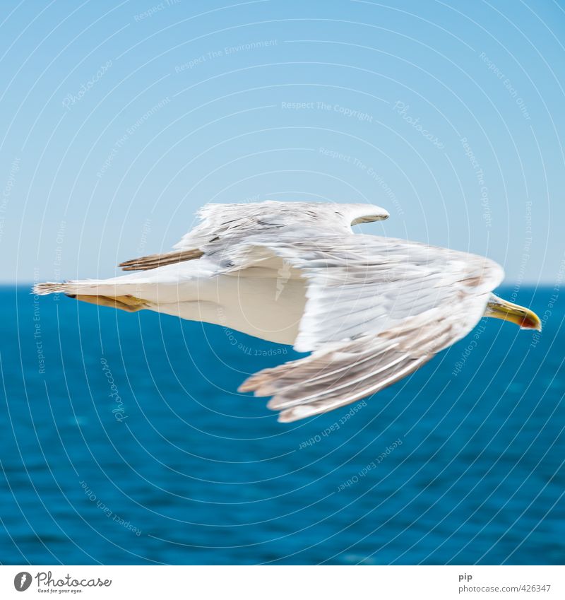 medium-haul flight Animal Water Beautiful weather Coast Ocean Wild animal Bird Seagull Gull birds 1 Optimism Environmental protection Vacation & Travel Flying