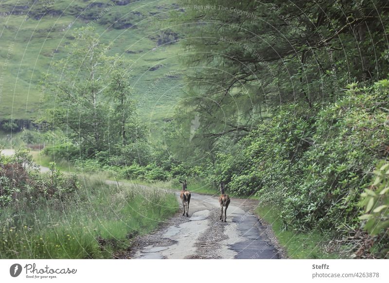 pedestrians on the road again Scotland Deer encounter Idyll Wildlife Free-living Scottish Undisturbed unimpressed Overland route Country road off Freedom