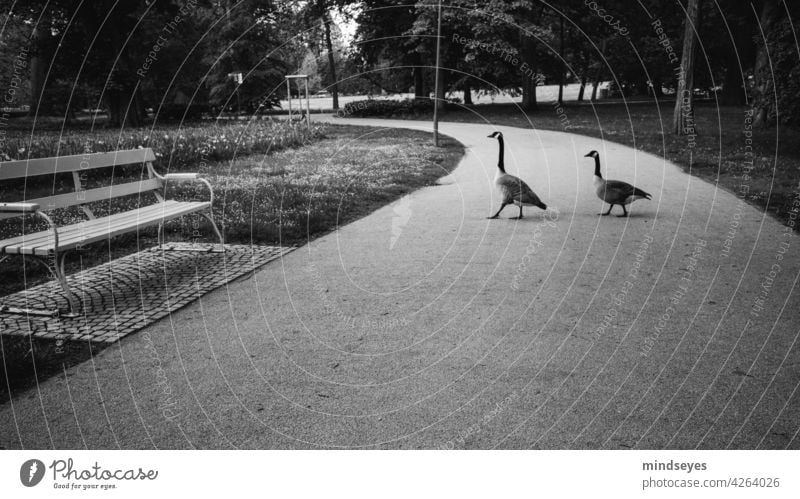 Two geese walking in the park Goose animals Park Park bench Black & white photo take a walk Garden Exterior shot Bench Calm Deserted Nature Shadow relaxation