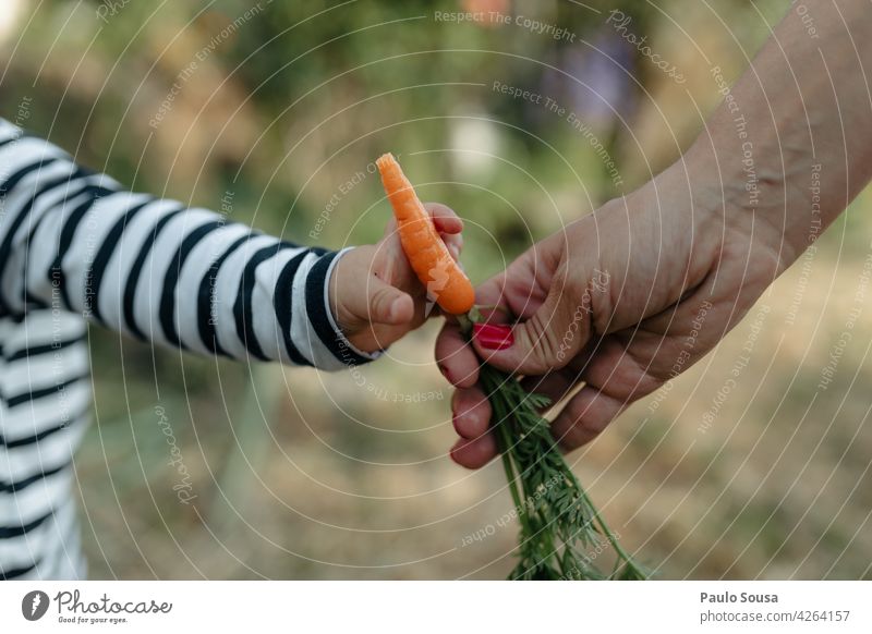 Close up Mother giving carrot to child Carrot Give Healthy Close-up Hand Share Organic produce Nutrition Woman Love Adults share Human being Colour photo