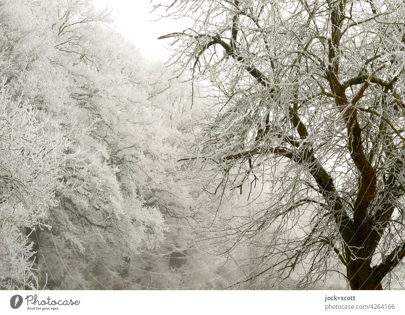 Icy frosty trees with hoarfrost Nature Frost Romance Winter forest Winter mood Winter's day bare trees Hoar frost Background picture Enchanted forest Frozen