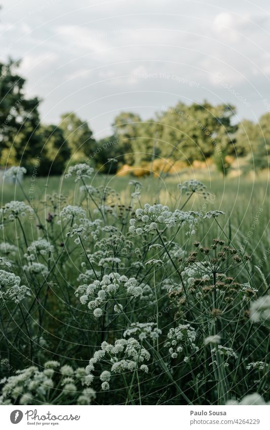 White flowers Flower Spring Summer background Natural color Neutral Background naturally spring flowers Blossom Spring flower Plant Blossoming Nature blossom