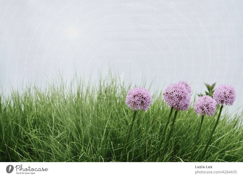 Ornamental leek in rank and file, with lawn ornamental garlic leeks allium purple Green Row Violet Flower Blossom Plant Colour photo Nature Garden Blossoming